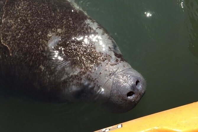 Manatees/Sunset/Bioluminescence Tour