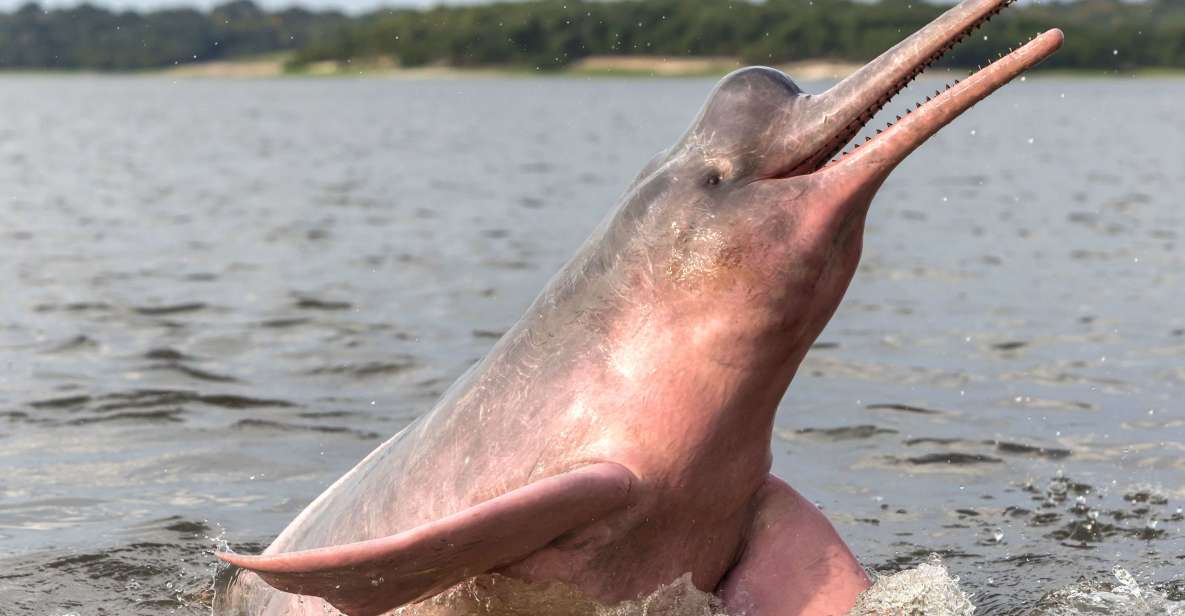 Manaus: Guided Amazon Dolphins Day Trip With Boat and Pickup