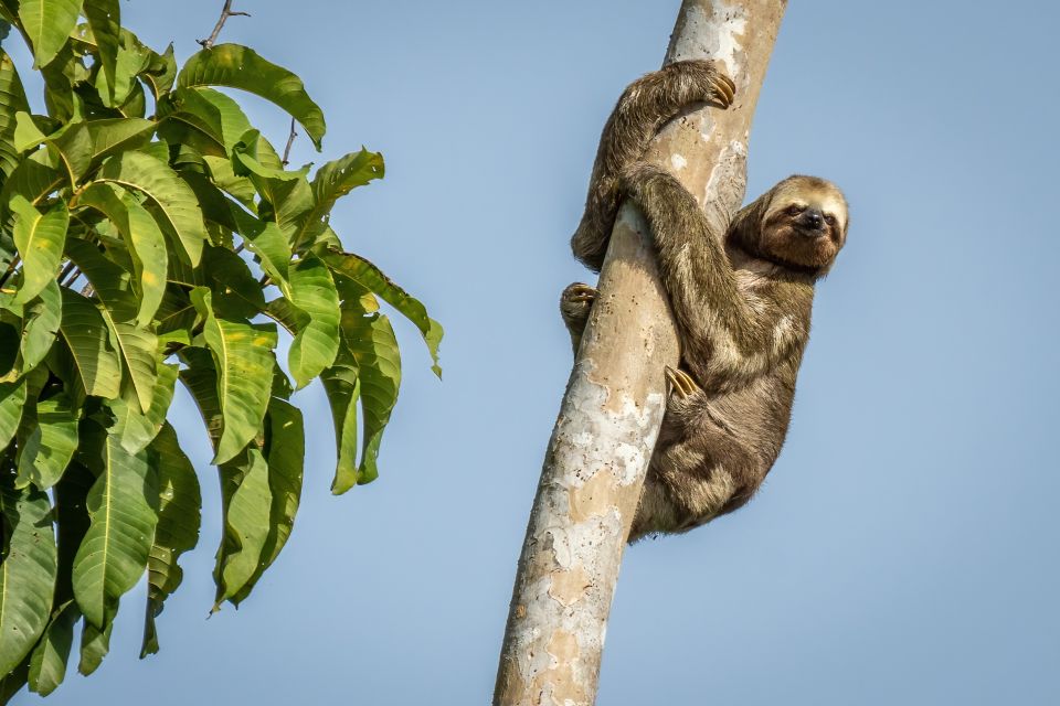 Manaus: Multi-Day Amazon Trip at Tapiri Floating Lodge