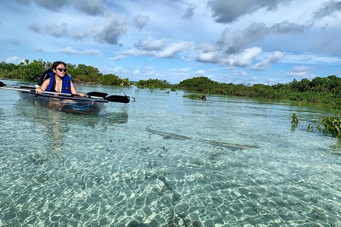 Mangrove Clear Kayak Tour - Overview of the Tour