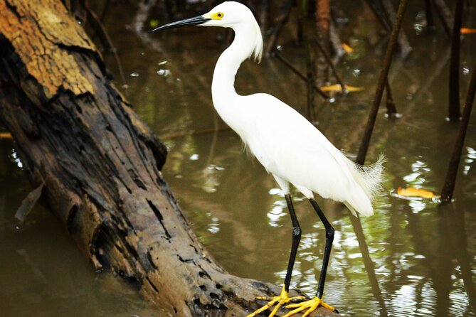 Mangrove Guided Tour