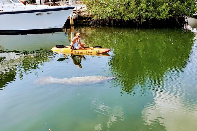 Mangroves and Manatees – Guided Kayak Eco Tour