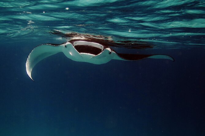 Manta Mania – Manta Ray Night Snorkel – Small-Group Experience In Kona, Hawaii