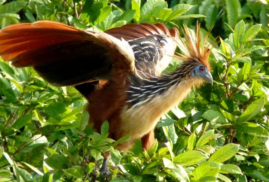 Manu National Park Reserved Zone 7 Days - Tour Overview