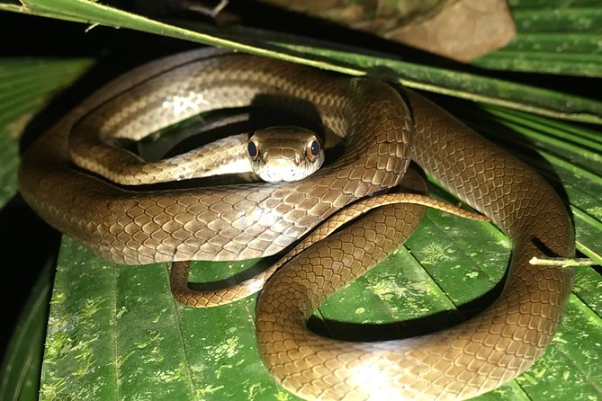 Manuel Antonio Herping Night Tour (Reptiles and Amphibians)