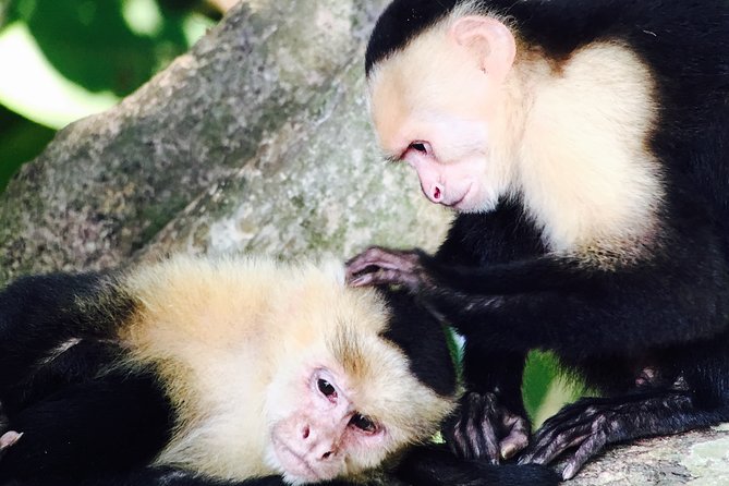 Manuel Antonio National Park Full Wildlife