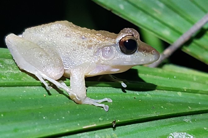 Manuel Antonio Night Tour