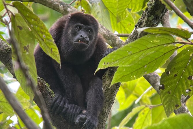 Manuel Antonio With Mauro / Tickets Not Included!