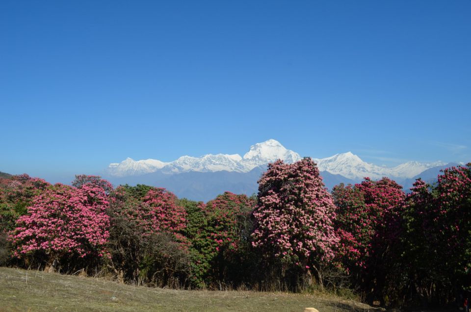 Mardi Himal & Poonhill : Annapurna Vista