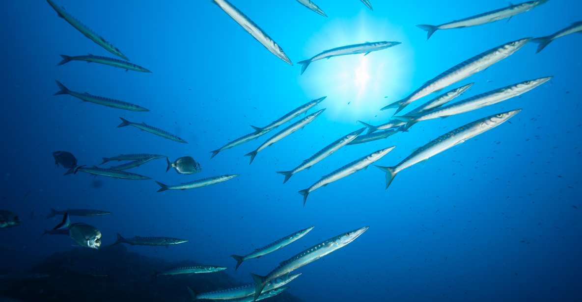 MARINA DI CAMPO: DIVING ON THE ISLAND OF ELBA AND PIANOSA