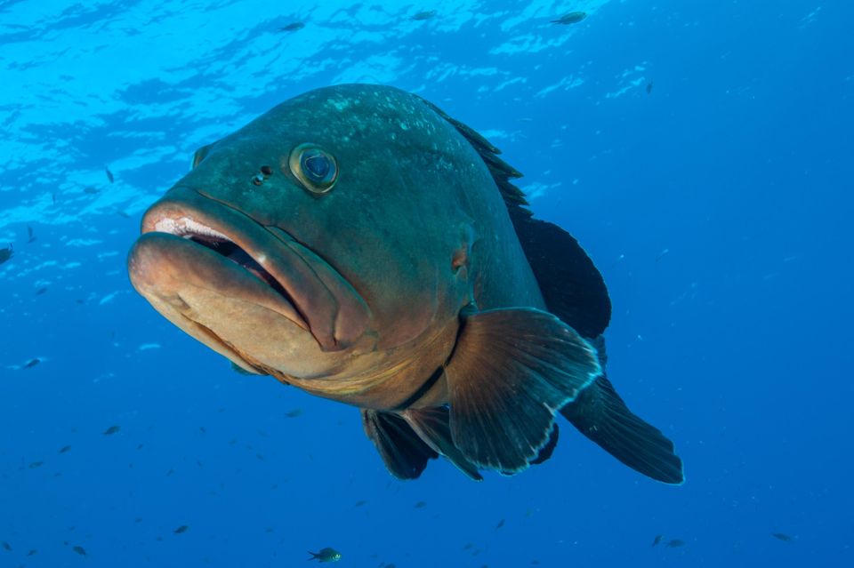 MARINA DI CAMPO: DIVING ON THE ISLAND OF ELBA AND PIANOSA