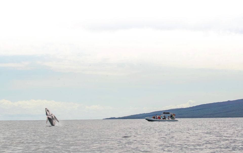 Maui: Guided Whale Watching Tour on Eco Raft