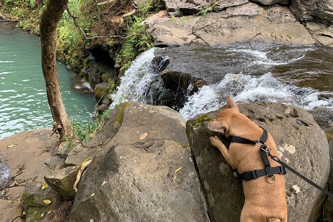 Maui Magical Waterfall and Jungle Tour (Road to Hana)