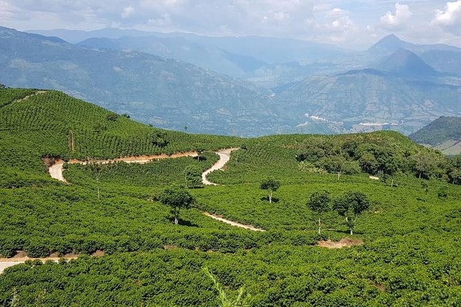 Medellín Coffee Tour to Concordia