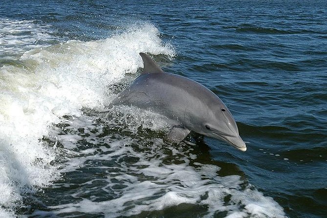 Mega Bite Dolphin Tour Boat in Clearwater Beach - Tour Overview