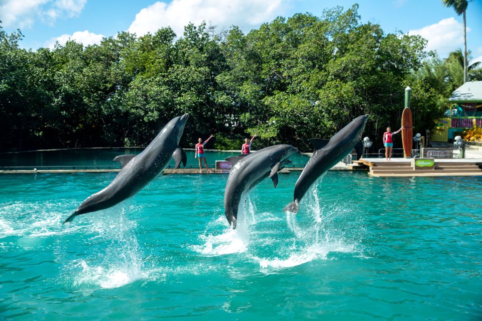 Miami: Seaquarium Entrance Ticket With Dolphin Encounter