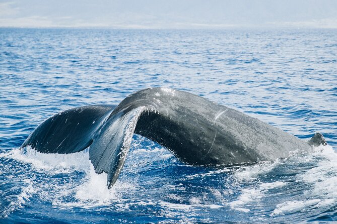 Midday Sail With the Whales Maalaea