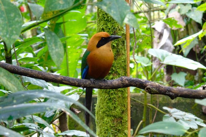 Mindo Cloud Forest From Quito All Included