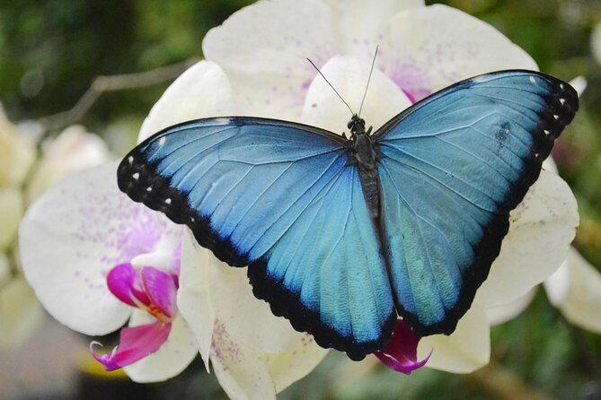 Mindo Cloud Forest Full Day Tour From Quito