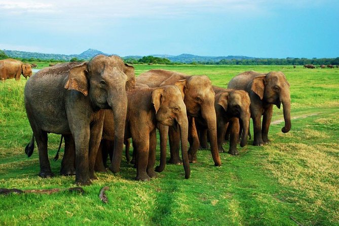 Minneriya Elephant Safari Wth Sigiriya & Dambulla Cave Temples Full Day Tour