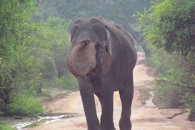 Minneriya National Park Private Safari