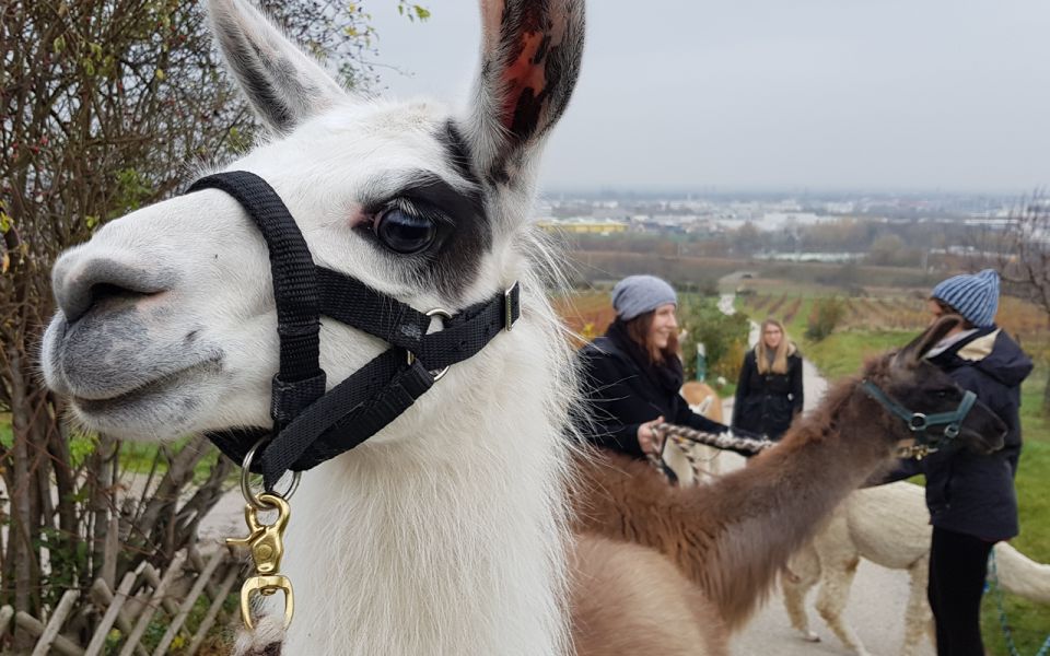 Mödling: Scenic Guided Hike With Alpacas and Llamas