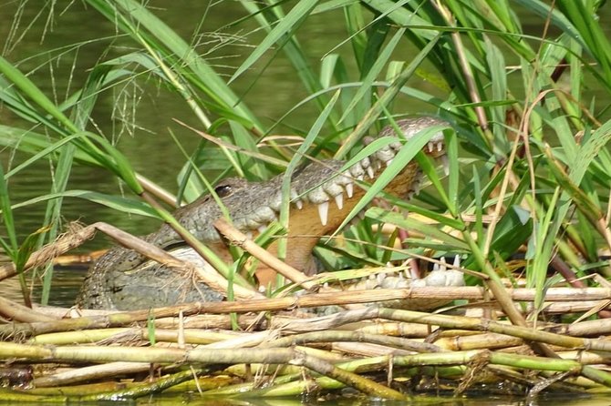 Monkey River Wildlife Encounters and Manatee Watch