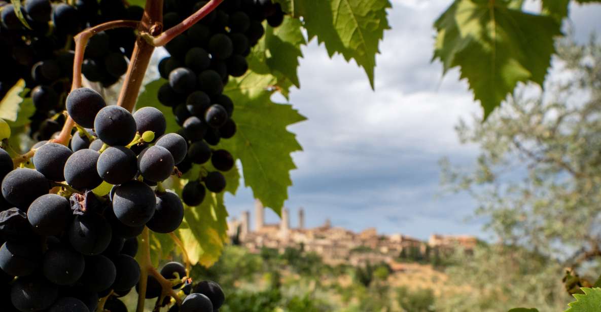 Montalcino: Historic Winery Tour With Two Wine Tastings