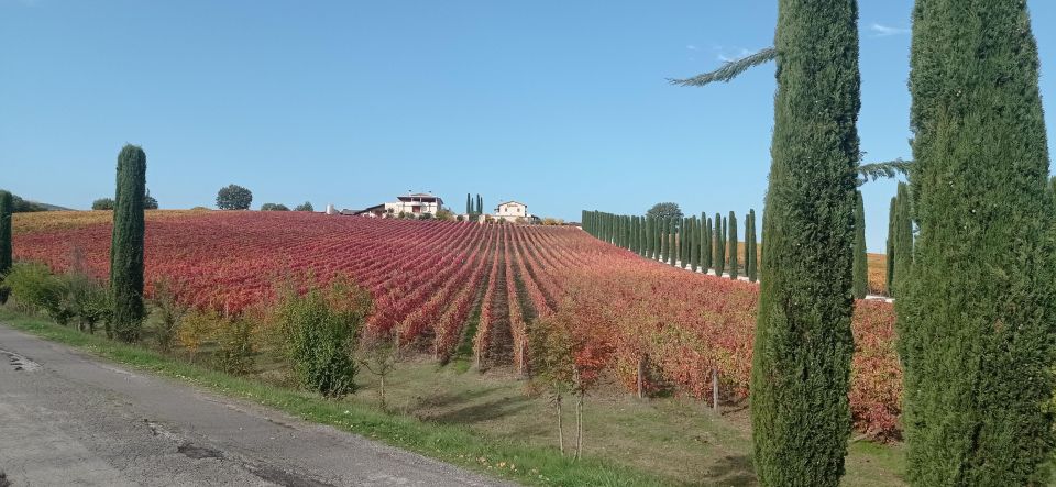 Montefalco and Bevagna Wine Tasting Full-Day Tour