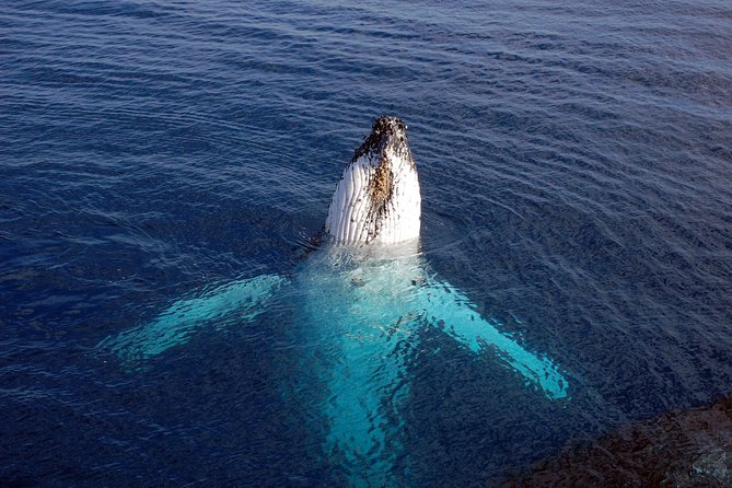 Monterey Bay Whale Watching