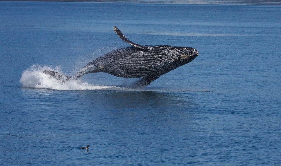 Monterey: Whale Watching Cruise