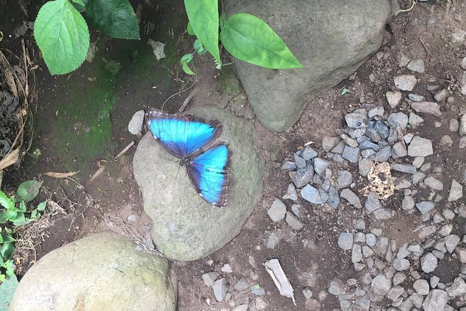 Monteverde Butterfly Gardens Tour