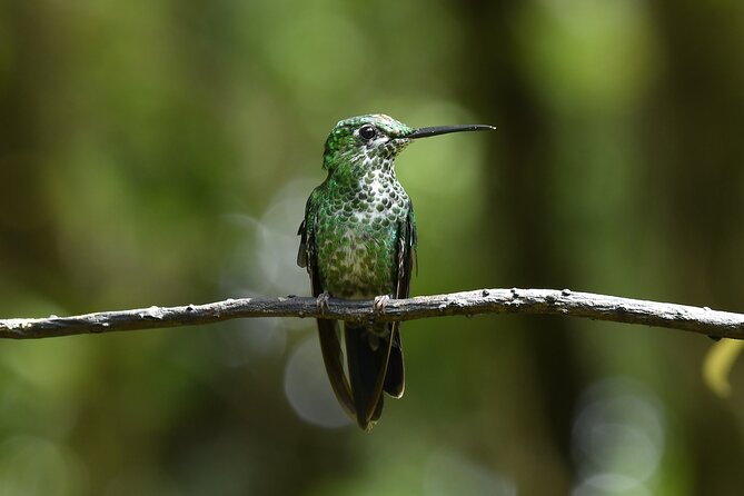 Monteverde Cloud Forest Guided Tour - Wildlife Spotting Opportunities