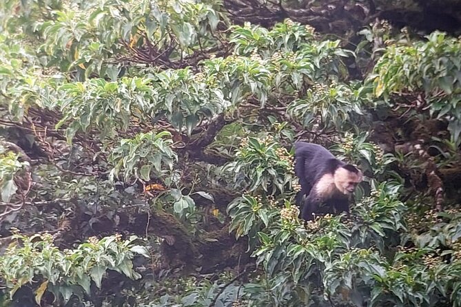 Monteverde Cloud Forest Nature Tour