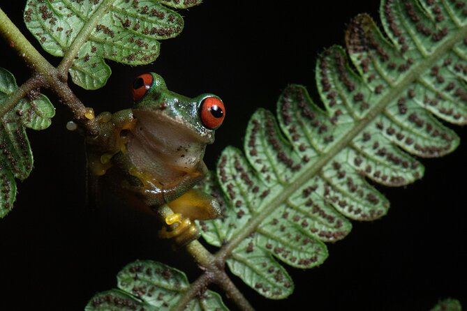 Monteverde Rain Forest Night Walk