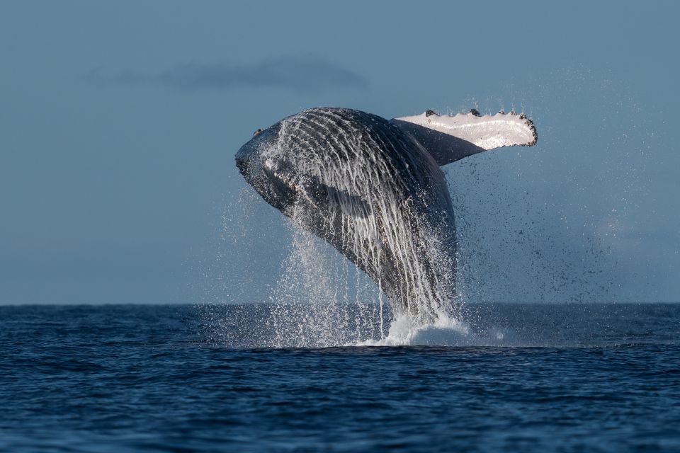 Mooloolaba: Whale Watching Cruise