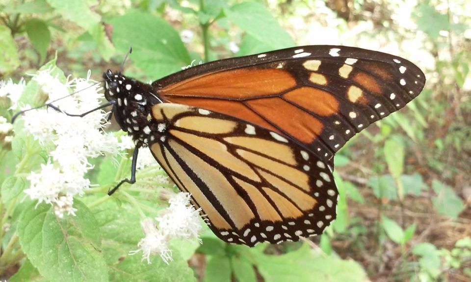 Morelia: Monarch Butterfly Tour