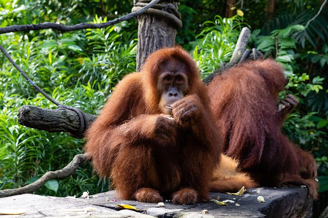 Morning at the Zoo With Transfer