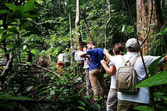 Morning Rainforest Walking From Langkawi