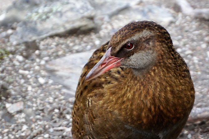 Mou Waho Island Cruise and Guided Nature Walk