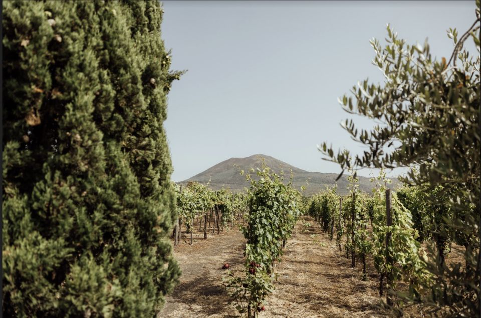 Mount Vesuvius: Vineyard Tour With Wine Tasting and Lunch