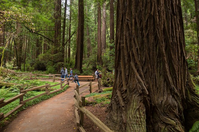 Muir Woods & Sausalito Half-Day Tour (Return by Bus or Ferry From Sausalito) - Inclusions and Options