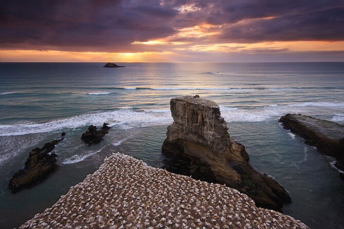 Muriwai Scenic Gannet & Wine Experience Incl. Lunch - Day Tour From Auckland - Itinerary Highlights