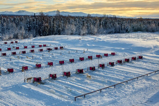 Mush Your Own Sled Dog Team (Winter Tour) in Talkeetna, Alaska - Experience Overview