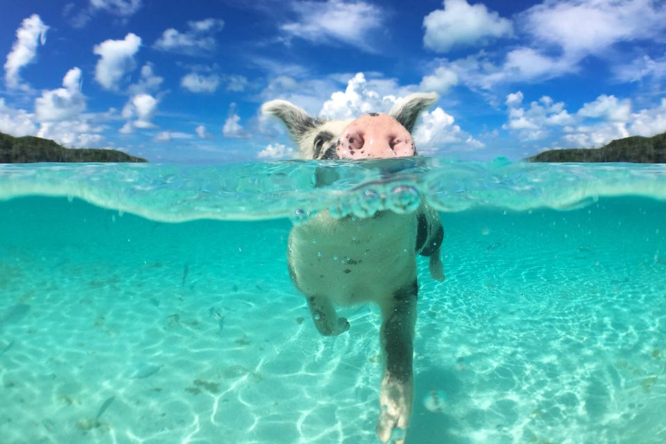 Nassau: Swimming Pigs, Snorkeling and Beach Boat Tour - Tour Overview