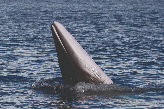 NEW Lagos-Watching Dolphins and Benagil Cave With Biologists - Exploring the Dolphin Wonderland