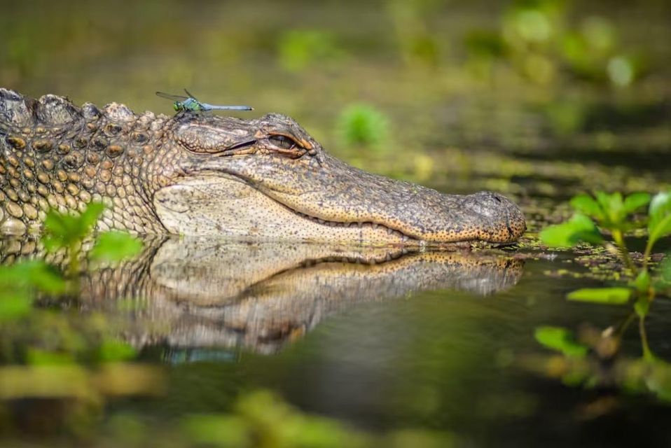 New Orleans: Manchac Magic Kayak Swamp Tour