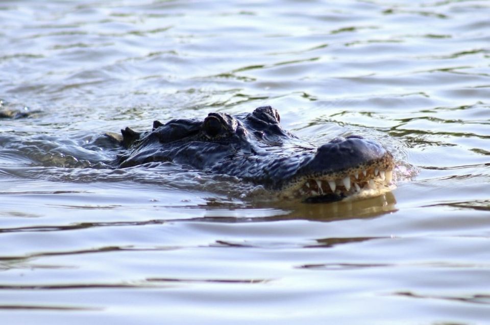 New Orleans: Swamp Tour on Covered Pontoon Boat