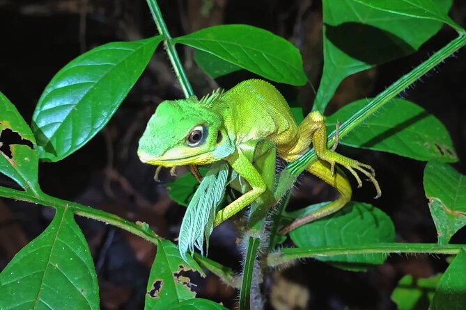 Night Froggy Adventure at Kubah National Park