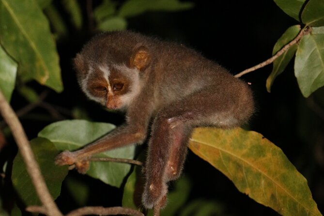 Night Hike to See Elusive & Rare Loris in Sigiriya